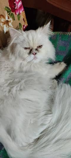 Persian cat urgent sale 7 Month Age