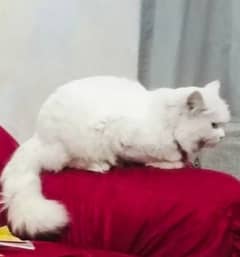 Persian cat for sale