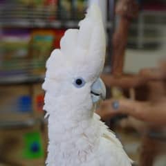 ducorp cockatoo /