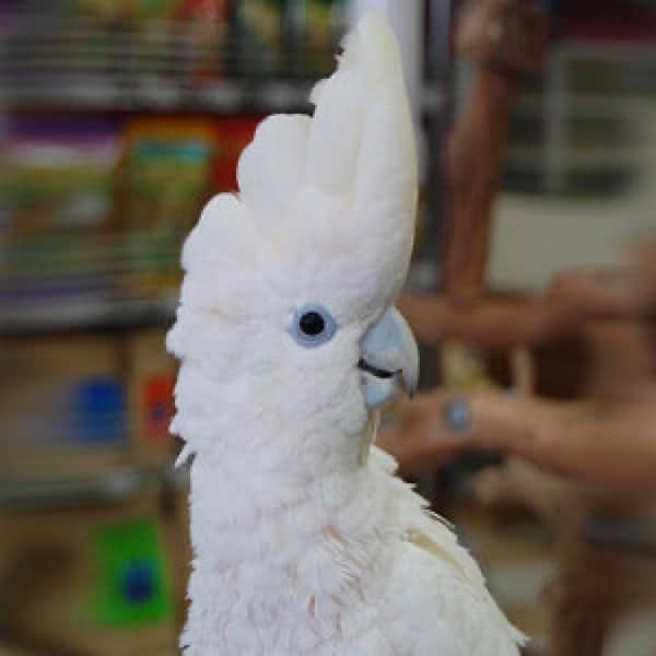 ducorp cockatoo / 0