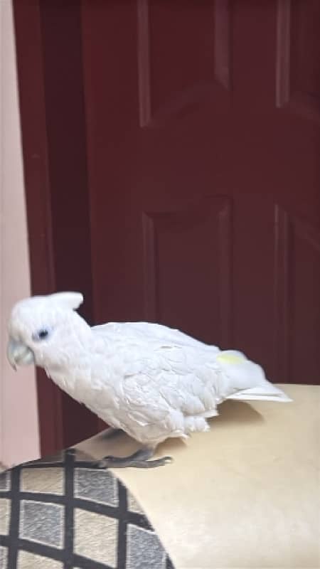 ducorp cockatoo / 2