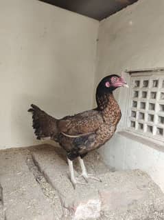 Aseel breeder female