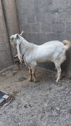 gulabi bakra