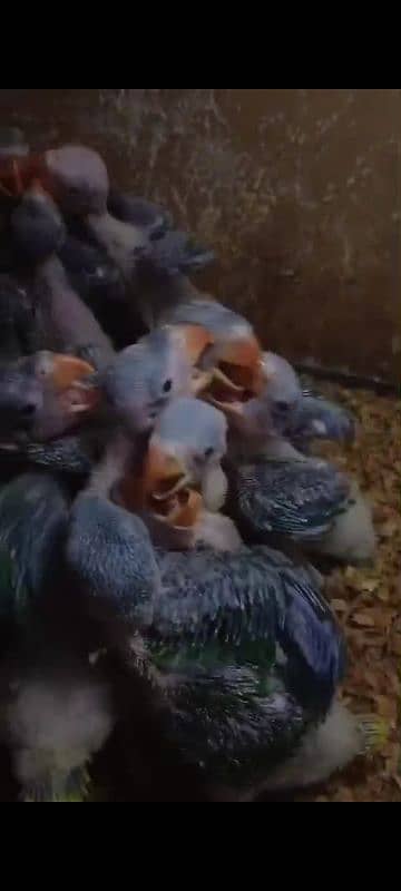 jumbo size raw chicks registerd from islambad wildlife 4