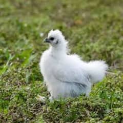 white silky chicks available