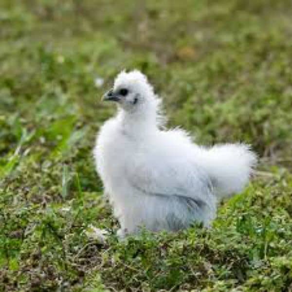 white silky chicks available 0