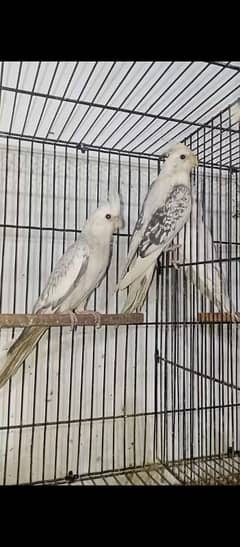 cocktail breeder pair for sale