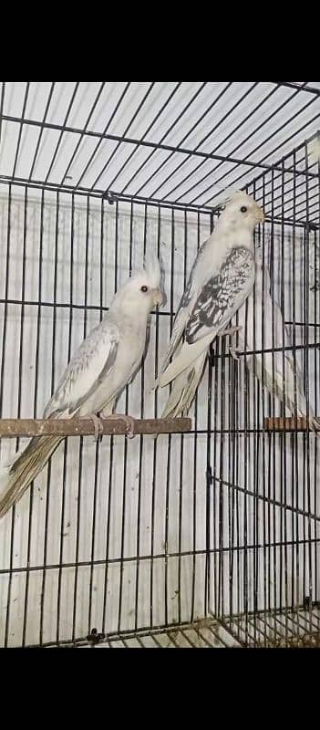 cocktail breeder pair for sale 0