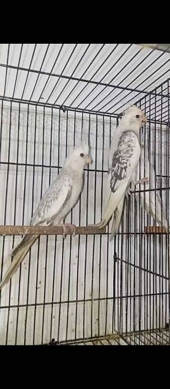 cocktail breeder pair for sale 1