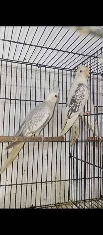 cocktail breeder pair for sale 2