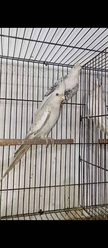 cocktail breeder pair for sale 3