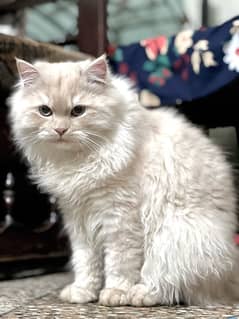 persian cat with beautiful habits triple code white colour