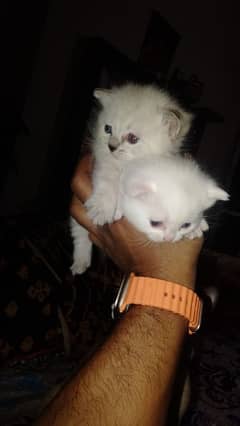 Persian kitten babies for sale