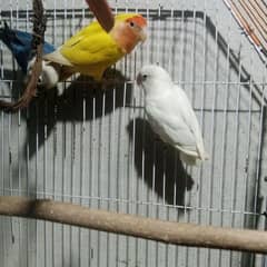 Albino and leton red eye pair and bluemask female age 9 month