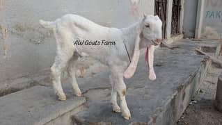 Alhamdulillah king of the Gulabi male kid goat,