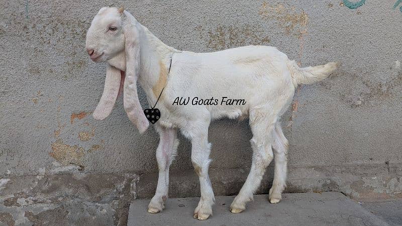 Alhamdulillah king of the Gulabi male kid goat, 1