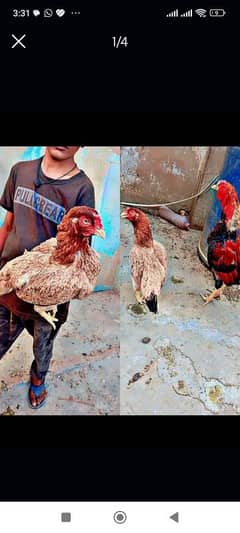 aseel miawali pure breed pair for sell