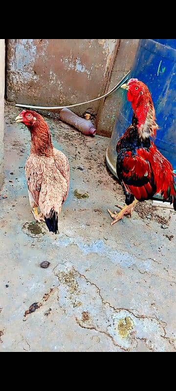 aseel miawali pure breed pair for sell 2