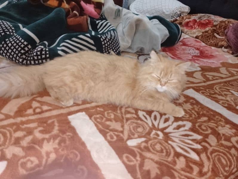 Persian cat 0