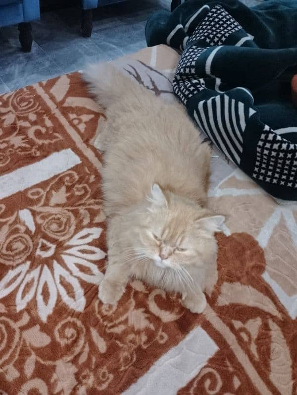 Persian cat 1