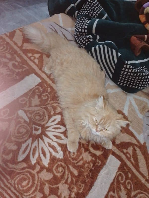 Persian cat 3