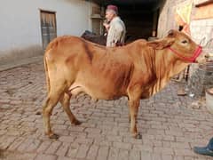 cow cholistani cross 03075393493