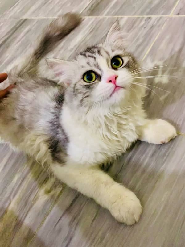 very friendly breeder persian 1