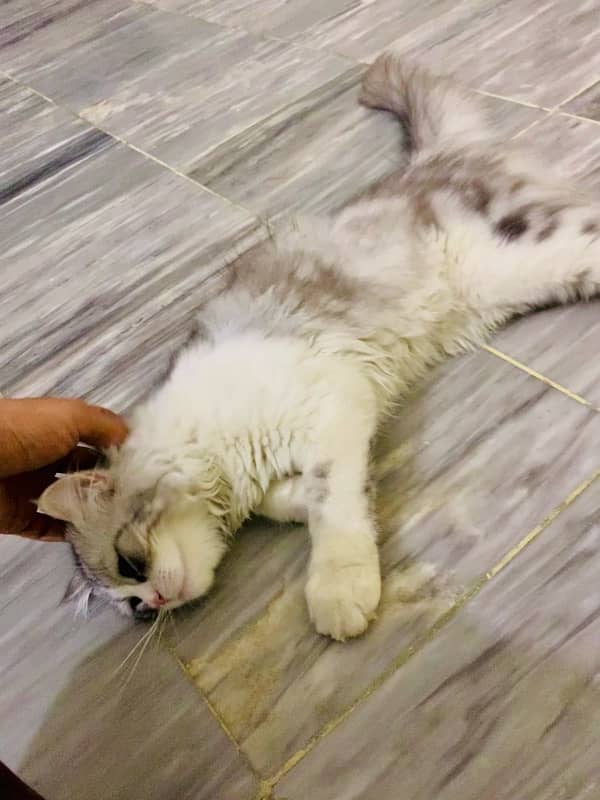 very friendly breeder persian 3