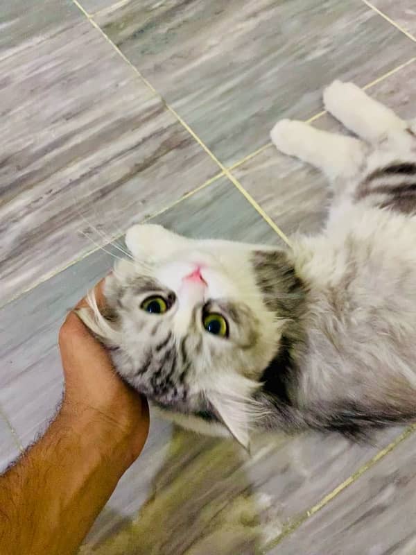 very friendly breeder persian 4