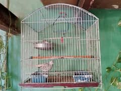 Cage with dove piar