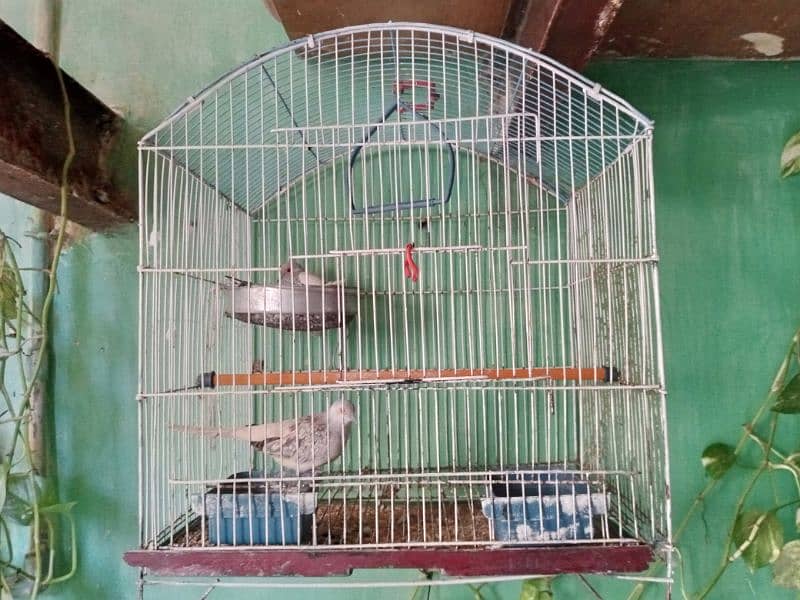 Cage with dove piar 0