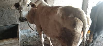 desi cow