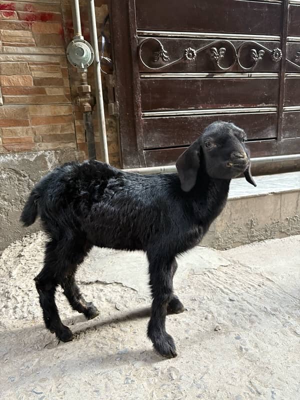 bakra bakri pair for sale 1