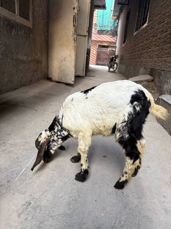 bakra bakri pair for sale 2