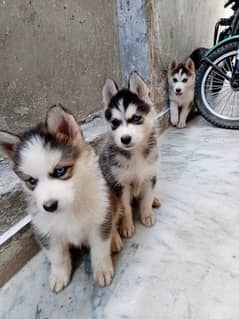 Siberian husky puppies for sale