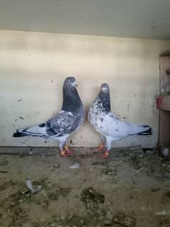 High Flyer Ferozpuri Pair For Sale