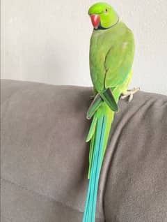 parot