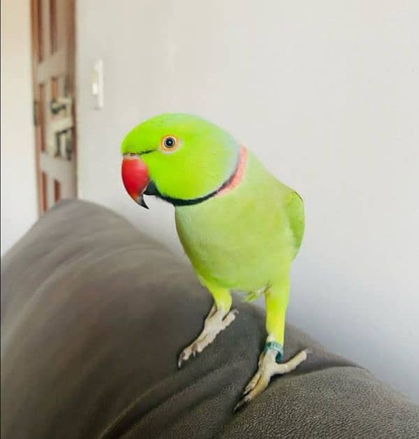 parot 1