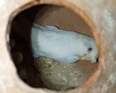 Australian parrots pair red eye