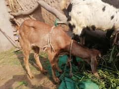 Two goats 2no ghoni hn Eid kaly best hn