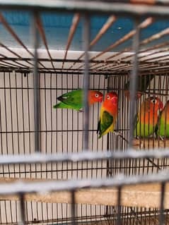 Lover birds Pairs with complete cage