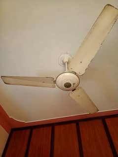 fan