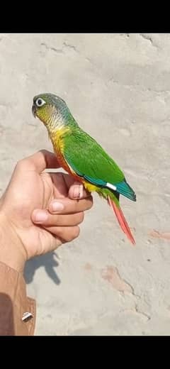 green cheek conure