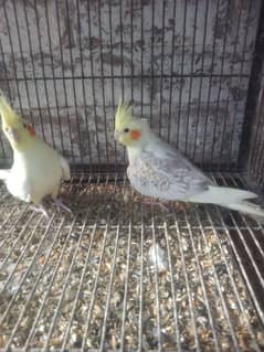 cocktail breeder pair