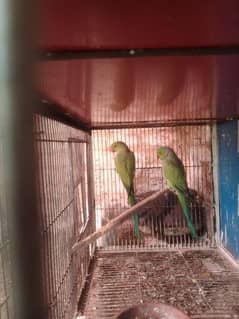 love bird  breeder pair