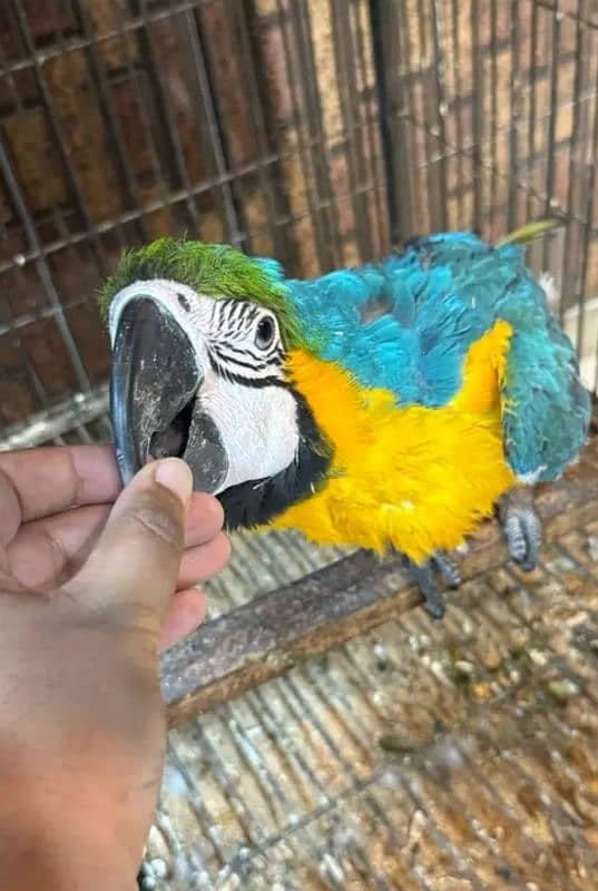 03319974101**blue Macaw parrot checks for sale 1