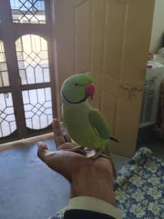 talking green parrot