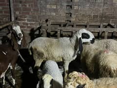 bachy wali sheep for sale  urgent  munaseeb ho jy gi