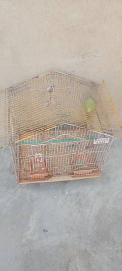 healthy and active parrot with cage