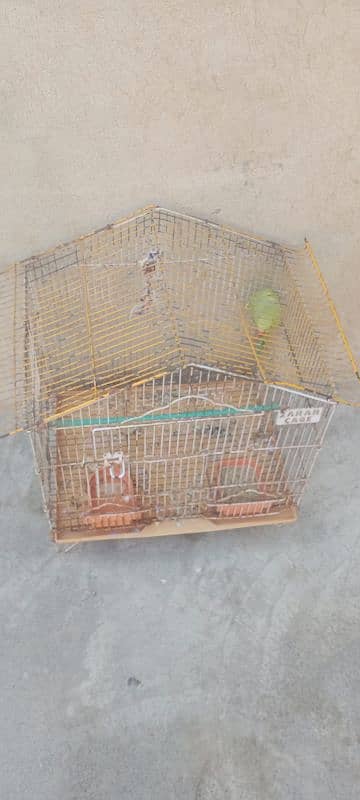 healthy and active parrot with cage 0